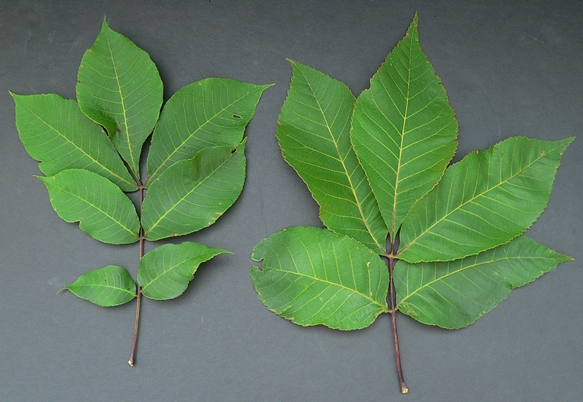 {Carya ovalis}